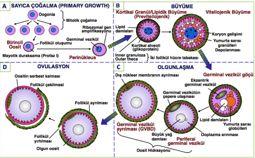 Şekil 2.1. Teleostlarda oosit büyümesi, olgunlaşması ve ovulasyonun temel aşamaları.  28	
  