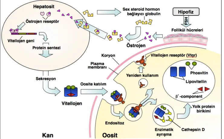 Şekil  2.2.  Vitellojen  üretiminin  östrojen  ile  uyarılması,  oosit  içerisine  reseptör-kontrollü  endositoz  ile  995	
  