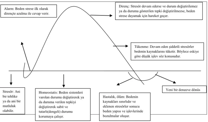 Şekil 2.4: Genel Uyum Sendromu 