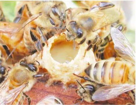 Şekil 2.1. 5–15 günlük yaştaki işçi arıların arı sütü üretimi 