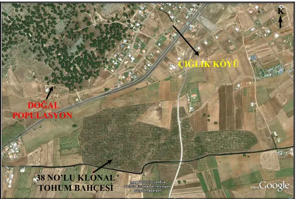 Şekil 2.2 Kızılçam tohum bahçesinin uydudan alınan görüntüsü [Klonlara ait her bir  ağaç (rametler), resmin ortasındaki sıra ve sütunlarda birer nokta halinde  görülmektedir, tohum bahçesinin kuzeyindeki yerleşim alanı, Çığlık  köyüdür.] (Google Earth 2010