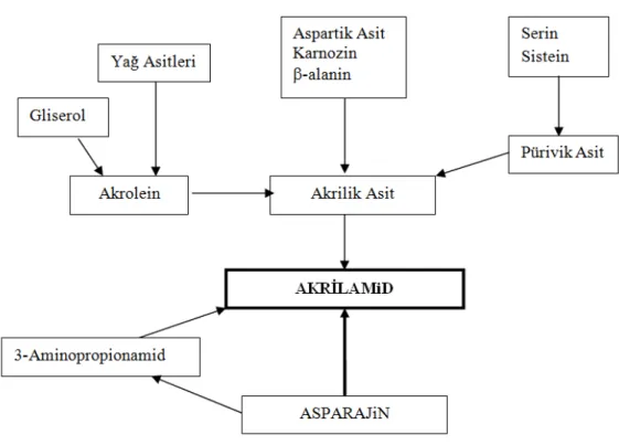Şekil 2.3. Akrilamidin farklı öncül maddelerden oluşumu (Eriksson 2005) 