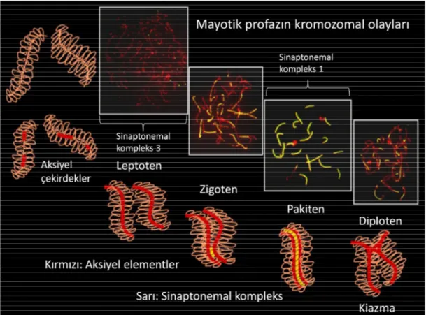 Şekil 2.5. Mayoz profaz 1 aşamasınnın kromozomal olayları ve sinaptonemal kompleks dağılımı                  [44] numaralı kaynaktan modifiye edilmiştir