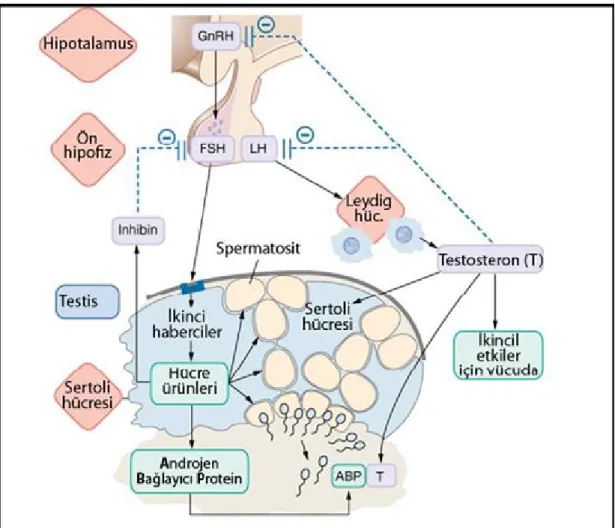 Şekil  2.8.  hipotalamus-hipofiz-gonad  aksında  LH,  FSH,  aktivin,  inhibin  vefollistatin’in spermatogenez düzenlenmesindeki rolü özetlenmiştir
