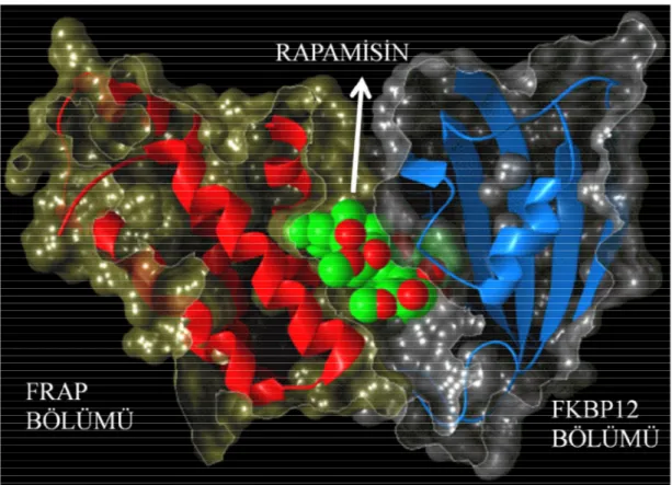 Şekil 2.11. Rapamisin’in molekül yapısı [117] numaralı kaynaktan modifiye edilmiştir. 