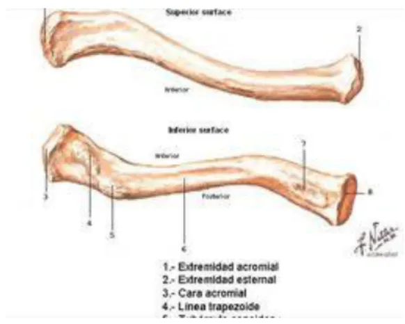 Şekil 1: Clavicula 
