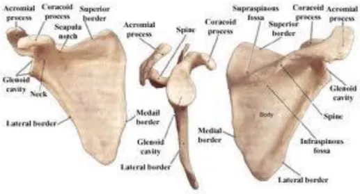 Şekil 2: Scapula 