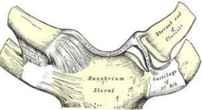 Şekil 5: Art. Sternoclavicularis 