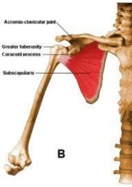 Şekil 8: M. Subscapularis 