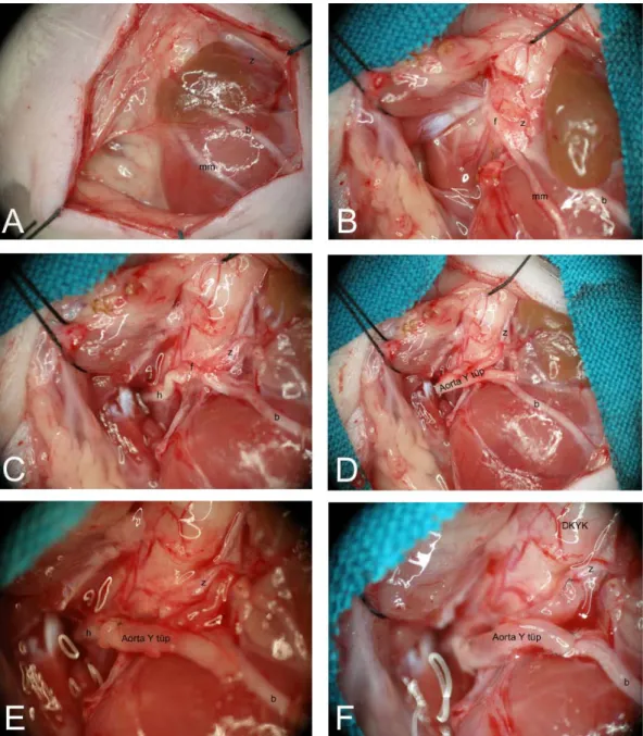 Şekil 3.4.  Aorta Y tüpü ile yapılan hypoglossal-fasiyal anastomoz 