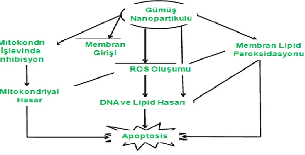 Şekil 2.1. Ag Nanopartikülü ile İndüklenen Genotoksite ve Sitotoksitenin Olası   Mekanizması (Ahamed vd 2010)