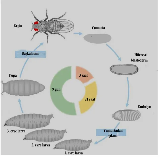 Şekil 3.1. Drosophila melanogaster’in yaşam döngüsü (Morgan 1999-2007)  3.2. Kullanılan Kimyasal Malzemeler 