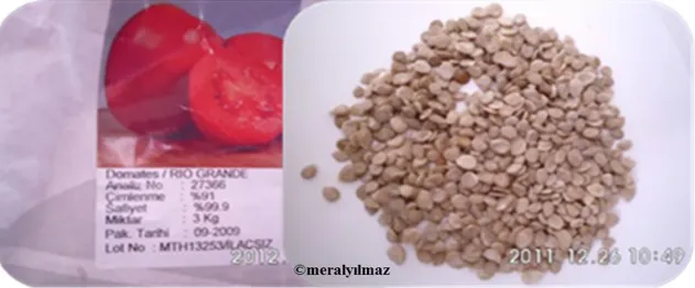 Şekil 3.1. Çalışmada kullanılan Rio Grande çeşidi domates tohumunun görüntüsü   Çizelge 3.1