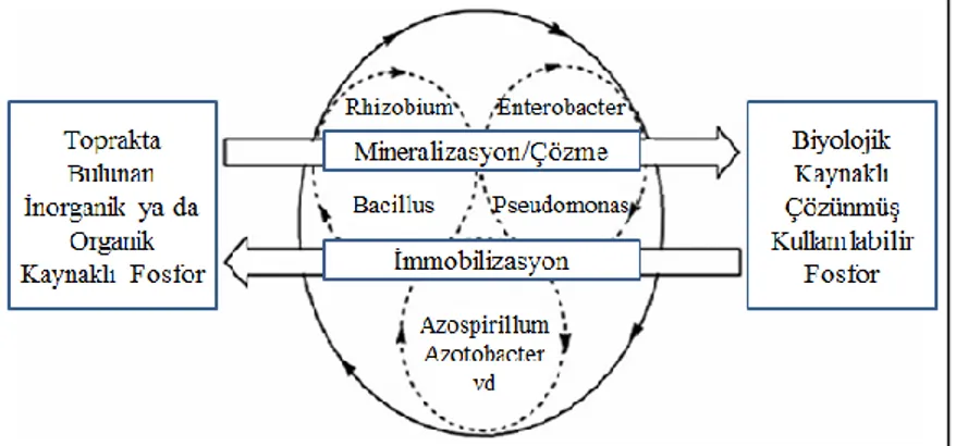 ġekil 2.1. Rizobakteriler tarafından topraktaki fosforun çözünmesi (Khan vd 2009) 