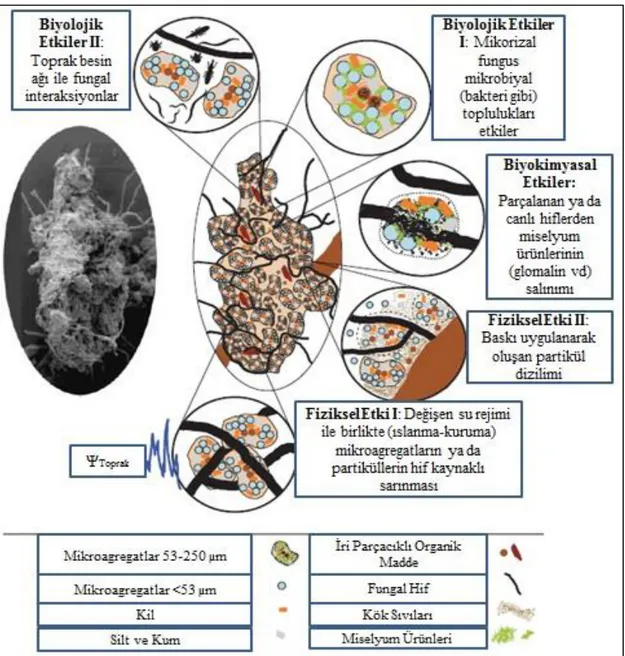 ġekil 2.3. Makro ve mikro boyutta agregat oluĢum ve stabilitesini etkileyen fungal hif  .kaynaklı  fiziksel,  biyolojik  ve  biyokimyasal  mekanizmalar  (Rillig  ve  .Mummey 2006) 
