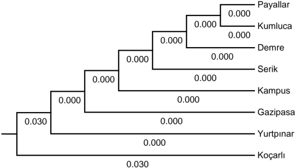 Şekil  4.2.  Antalya  (B  biyotipi)  ve  Koçarlı  (Q  biyotipi)  popülasyonlarının  UPGMA  filogenetik analizi 