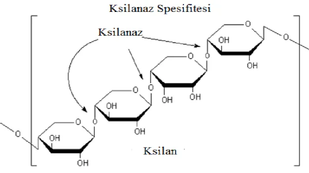 Şekil 2.1. Ksilan ve ksilanaz enziminin etki spesifitesi 