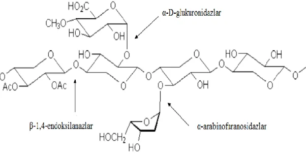 Şekil 2.2. Ksilanın hidrolizinde görev alan enzimlerin gösterimi 