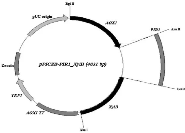 Şekil 4.2. PIR sekresyon sinyaline bağlı ksilanaz geninin gösterimi 