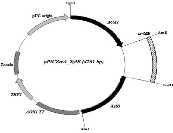 Şekil 4.4. α-mating faktörü sekresyon sinyaline bağlı ksilanaz geninin gösterimi 