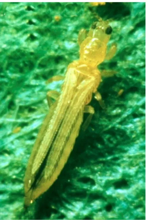 Şekil 2.8. Frankliniella occidentalis’in ergin dişisi (van Driesche 2014)  2.1.2.4. Yaşam döngüsü 