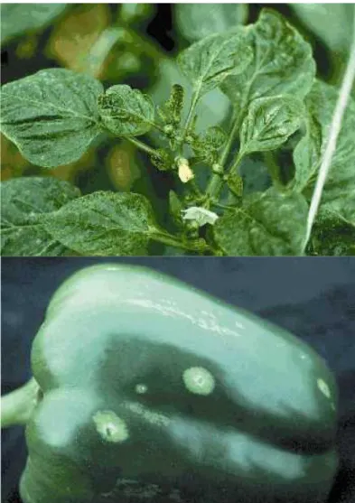 Şekil 2.9. Biber yaprak ve meyvesinde Frankliniella occidentalis zararı (Anonim 2014f)  2.1.2.7