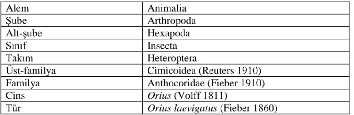 Çizelge 2.2. Orius laevigatus’un sistematikteki yeri (Önder 1982) 