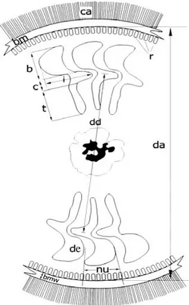 Şekil 3.6. Trichodinid türlerinin tayini için ölçümü yapılan bölgeler: bıçak uzunluğu (b),  membran sınırı (bm), membran sınır genişliği (bmw), merkezi bölge eni (c),  adoral zon silleri (ca), dentikül (de), adhesiv disk çapı (da), dentikül çapı (dd),  den