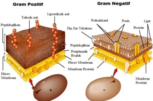 Şekil  2.22.  Gram  pozitif  ve  gram  negatif  bakterilerin  hücre  duvarı  şematik  olarak  