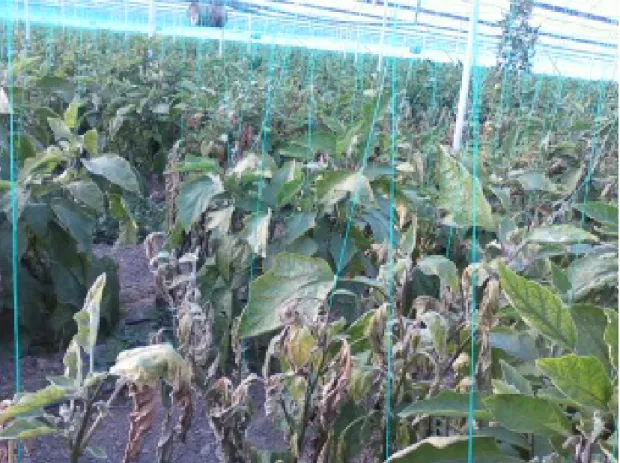Şekil 1.2.  Antalya Aksu İlçesinde aşılı fideden yetiştirilen patlıcanlarda V. dahliae’nın                     zararı 