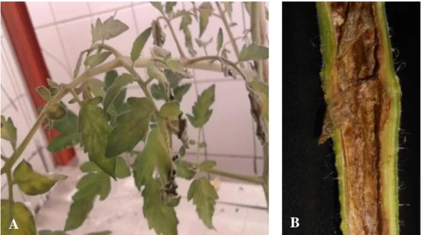 ġekil  2.3.  Dickeya  chrysanthemi‟nin  neden  olduğu  domates  bakteriyel  öz  nekrozu  hastalığının  domates  yaprağındaki  belirtisi  (A),  gövde  öz  kısmındaki  belirtisi (B) (Bu çalıĢmadan) 