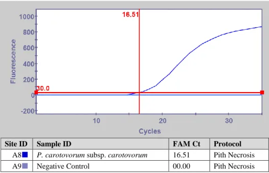 ġekil  4.3.  Pectobacterium  carotovorum  subsp.  carotovorum‟un  Real-Time  PCR  ile  tanısı 