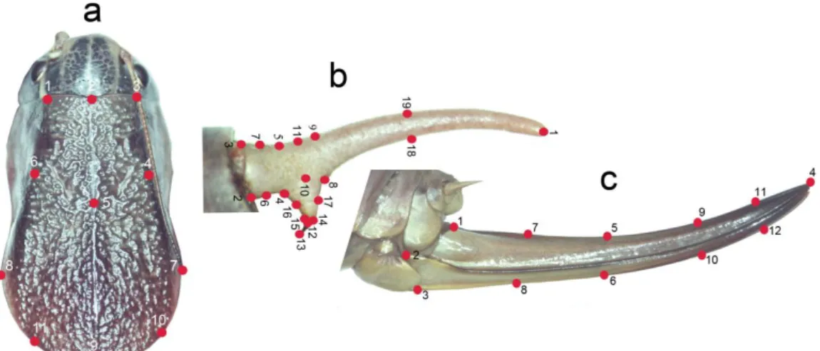 Şekil  2.1.  Psorodonotus  bireylerinin  geometrik  morfometri  analizleri  için  seçilen  yapıları  ve  nirengi  noktaları  a)  erkek  pronotumu,  b)  erkek  sersisi,  c)  dişi  ovipozitörü 
