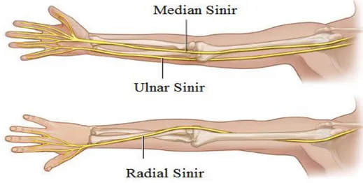 Şekil 2.1. Sağ kolda bulunan çevresel sinir sistemine ait sinir demetleri. 