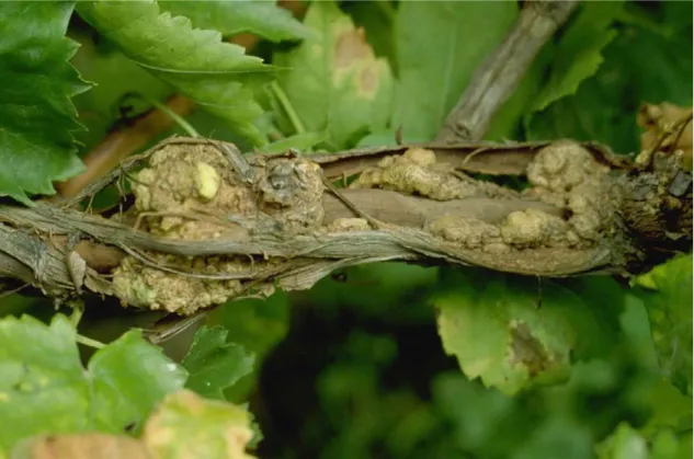 Şekil 2.5. Rhizobium vitis’in asma gövdesinde oluşturduğu tümörler ( Brown Jr 2008) 