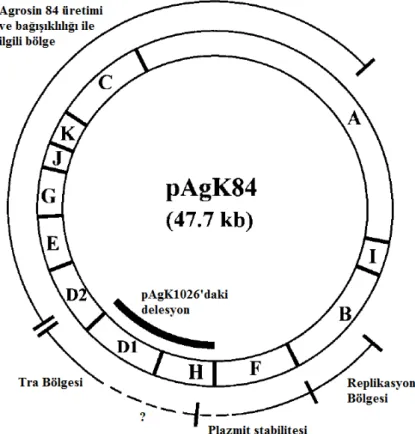 Şekil 2.7.  pAgK84 plazmitine ait Eco RI restriksiyon haritası. Tra −  pAgK1026 plazmiti  virD1  ve  virH  bölgelerini içeren EcoRI restriksiyon fragmentini  içermemektedir (Penyalver vd 2000) 