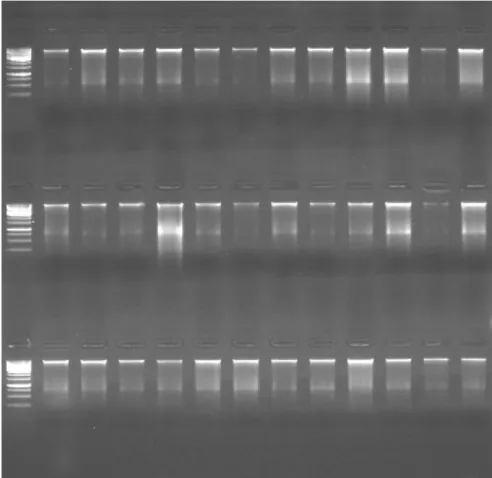 Şekil 3.3. Genotiplerin bir bölümüne ait izolasyon sonrası agaroz jel                    görüntüsü 