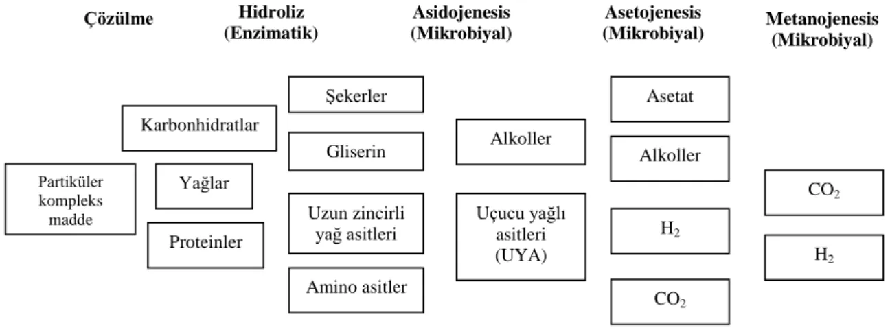 ġekil 2.1. Anaerobik parçalanma reaksiyonlarının Ģematik sıralaması 2.3. Anaerobik Parçalanma Prosesinin Basamakları 