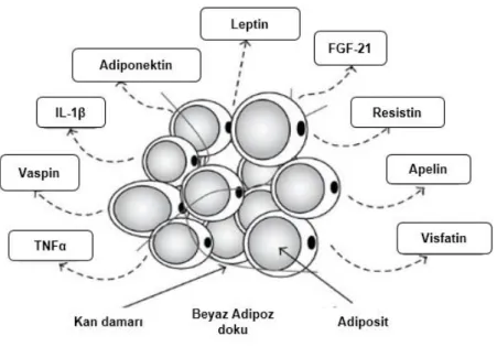 ġekil 2. 2.  Adipoz dokudan salınan adipokinler.  Bu Ģekil, (37) nolu kaynaktan modifiye  edilmiĢtir