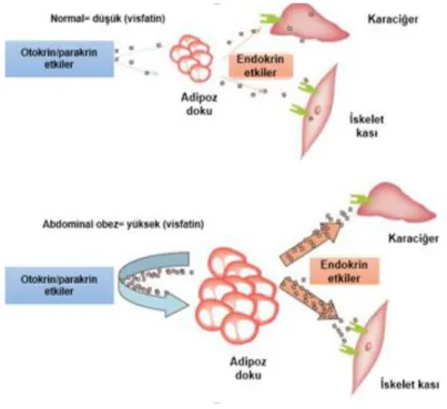 ġekil 2. 4.   Visfatin ve etkileri. Bu Ģekil, (170) nolu kaynaktan modifiye edilmiĢtir