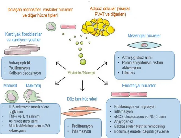 Şekil 2.5.  Kardiyovasküler sistem üzerinde visfatin/Nampt’ın direkt etkileri. Bu Ģekil  (218) nolu kaynaktan modifiye edilmiĢtir