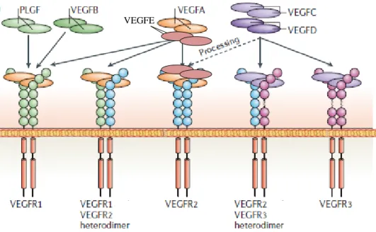 Şekil 2.5. VEGF reseptörlerinin bağlanma ve sinyal yapıları gösterilmektedir. Memelilerde  VEGF,  VEGF reseptörünün (VEGFR) homodimer ve heterodimer formasyonunu sağlayan 3 çeşit  VEGF  reseptör  tirozin  kinaza  bağlanırlar