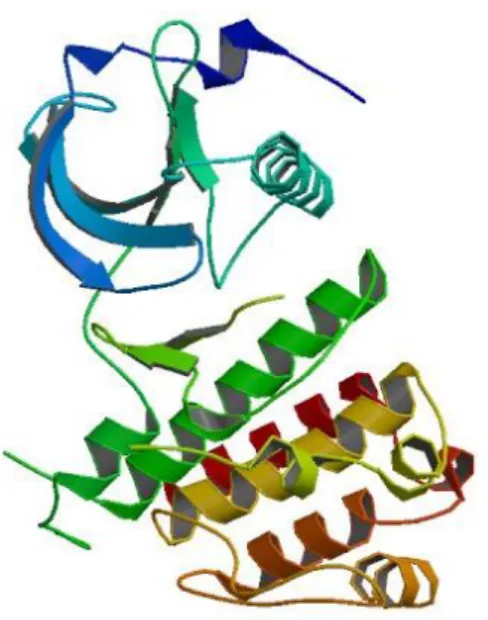 Şekil 2.6. KDR proteininin üç boyutlu yapısı. 