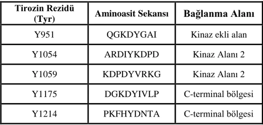 Tablo 4. KDR protein tirozin fosforilasyon alanları 