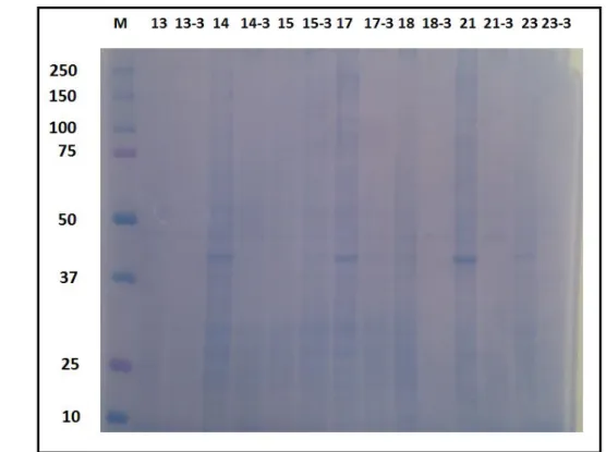 ġekil 4.1.   SDS-PAGE sonrası coomassie blue boyama tamponu ile boyanmıĢ 50 g lizat örneklerinin  bulunduğu jel görüntüleri (M, marker- protein büyüklük belirteci) 