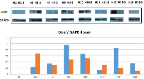 ġekil  4.2,  4.3,  4.4,  4.5  ve  4.6’da  Dicer,  Drosha,  DGCR8,  Exportin5  ve  Argonaute2  proteinlerinin  hastalardaki  ekspresyon  miktarlarının  GAPDH  ekspresyonuna  oranları  verilmiĢtir