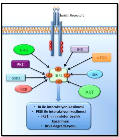 Şekil 2.4. IRS1 Ser/Thr fosforilasyonunun protein yapısı ve yolak üzerindeki etkileri 