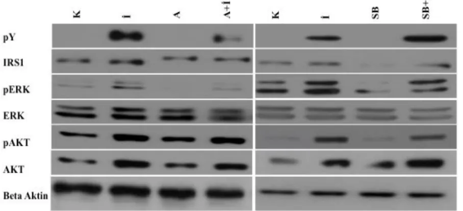 Şekil 4.9.   SB253080 ve anisomisinin IRS1’ in hedef proteinleri üzerine etkisinin western blot analizi  ile  belirlenmesi  (K:Kontrol,  İ:İnsülin,  A:Anisomisin;  SB:SB253080)  IRS1  memeli  ekspresyon vektörü transfekte edilen hücreler serumsuz ortam