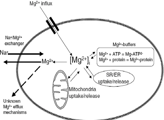 ġekil  2.  3.  Mg 2+ ‟un  plazma  membranı,  hücre  içi  organeller  ve  intraselüler  tamponlar  tarafından  regülasyonu (66) 