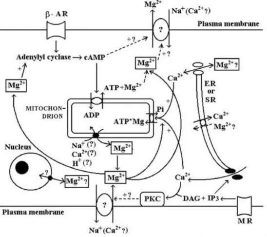 ġekil 2.4. Memeli hücresinde selüler Mg 2+  homeostazının regülasyonu (23). 